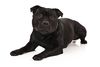 Thumbnail image 0 of Staffordshire Bull Terrier dog breed