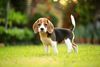 Thumbnail image 3 of Beagle dog breed