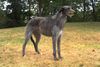 Thumbnail image 1 of Scottish Deerhound dog breed