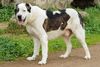 Thumbnail image 4 of Central Asian Shepherd Dog dog breed