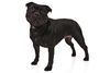 Thumbnail image 1 of Staffordshire Bull Terrier dog breed