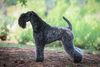 Thumbnail image 0 of Kerry Blue Terrier dog breed