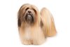 Thumbnail image 0 of Lhasa Apso dog breed