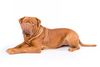 Thumbnail image 0 of Dogue de Bordeaux  dog breed