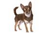 Thumbnail image 0 of Chihuahua dog breed