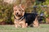 Thumbnail image 0 of Norwich Terrier dog breed