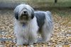 Thumbnail image 1 of Polish Lowland Sheepdog dog breed