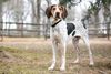 Thumbnail image 1 of Treeing Walker Coonhound dog breed
