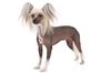 Thumbnail image 2 of Chinese Crested dog breed