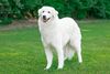 Thumbnail image 1 of Kuvasz dog breed