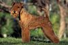 Thumbnail image 1 of Lakeland Terrier dog breed