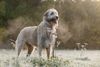 Thumbnail image 3 of Irish Wolfhound dog breed