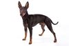Thumbnail image 0 of Manchester Terrier dog breed