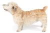 Thumbnail image 0 of Glen of Imaal Terrier dog breed