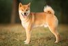 Thumbnail image 0 of Shiba Inu dog breed