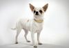 Thumbnail image 3 of Chihuahua dog breed