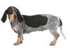 Thumbnail image 1 of Basset Bleu De Gascogne dog breed