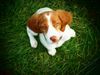 Thumbnail image 1 of Brittany dog breed