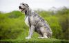 Thumbnail image 2 of Irish Wolfhound dog breed
