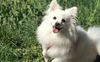 Thumbnail image 1 of Volpino Italiano dog breed