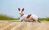 Thumbnail image 0 of Ibizan Hound dog breed