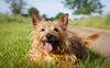 Thumbnail image 2 of Norwich Terrier dog breed