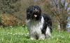 Thumbnail image 1 of Schapendoes dog breed