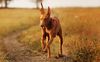 Thumbnail image 1 of Pharaoh Hound dog breed