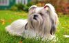 Thumbnail image 1 of Shih Tzu dog breed