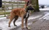 Thumbnail image 3 of Belgian Laekenois dog breed