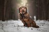 Thumbnail image 0 of Alpine Dachsbracke dog breed