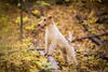 Thumbnail image 1 of Wire Hair Fox Terrier dog breed