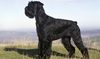Thumbnail image 1 of Giant Schnauzer dog breed