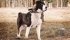 Thumbnail image 0 of Central Asian Shepherd Dog dog breed