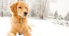 Thumbnail image 0 of Golden Retriever dog breed