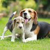 Thumbnail image 0 of Beagle dog breed