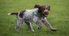 Thumbnail image 1 of Wirehaired Pointing Griffon dog breed