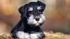 Thumbnail image 3 of Miniature Schnauzer dog breed