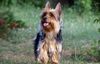 Thumbnail image 1 of Australian Silky Terrier dog breed