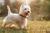 Thumbnail image 0 of West Highland White Terrier dog breed