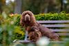 Thumbnail image 3 of Sussex Spaniel dog breed