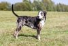 Thumbnail image 1 of American Leopard Hound dog breed