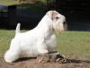 Thumbnail image 0 of Sealyham Terrier dog breed