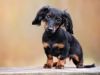 Thumbnail image 3 of Dachshund dog breed