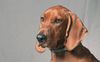 Thumbnail image 2 of Redbone Coonhound dog breed