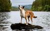 Thumbnail image 2 of Norwegian Lundehund dog breed