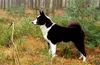 Thumbnail image 0 of Karelian Bear Dog dog breed