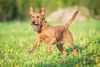Thumbnail image 2 of Irish Terrier dog breed