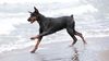 Thumbnail image 1 of Doberman Pinscher dog breed