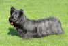 Thumbnail image 1 of Skye Terrier dog breed